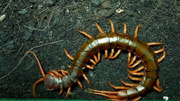 Rết Loài Sinh Vật Đáng Sợ Khi Bị Nó Cắn - Centipede is a scary creature when bitten .