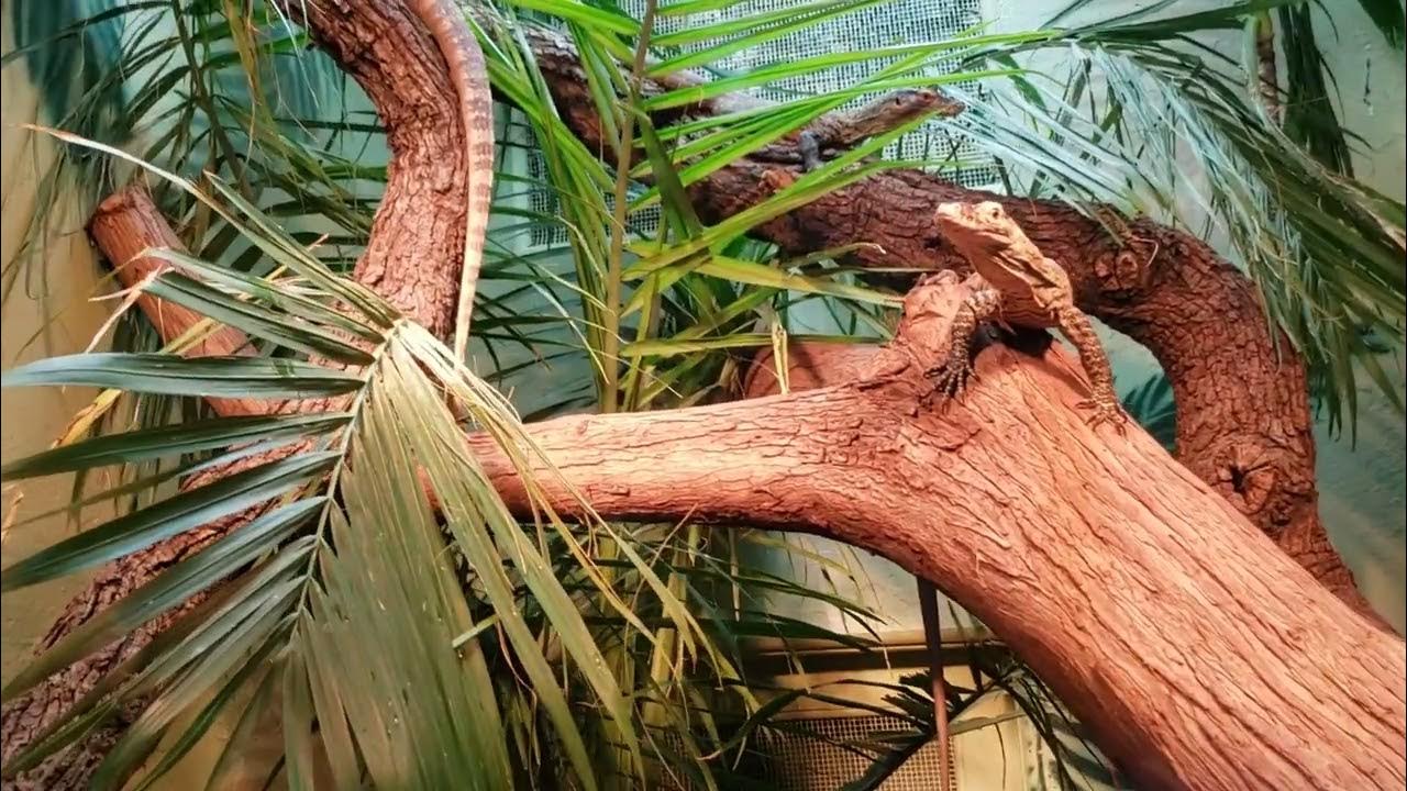 Baby Komodo Dragons Climbing a Tree - YouTube