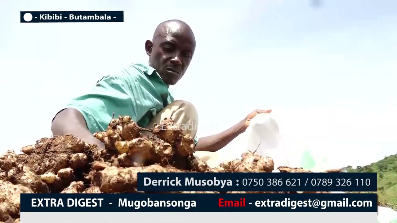 Okulima Entangawuuzi (Ginger growing) - Derick Musobya reaps big in Butambala #extradigest