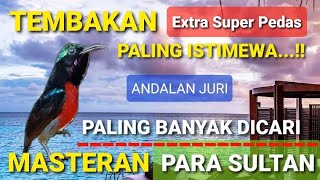 Masteran Para Sultan  Tembakan Extra Super Pedas  Konin Gacor  Tembakan