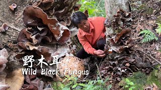 树头长满肥大的野生木耳，摘来做黑木耳大餐，珍贵的胶质药膳真菌丨wild black fungus【闽湖阿嬷Fujian Grandma】