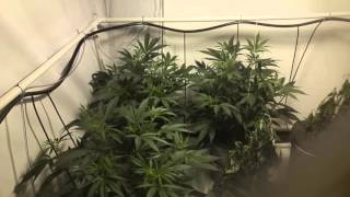 Why did my marijuana crop die?  Tobacco mosaic virus?