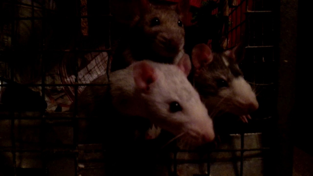 Rotat / The Horde - Open the gates, let the rats out