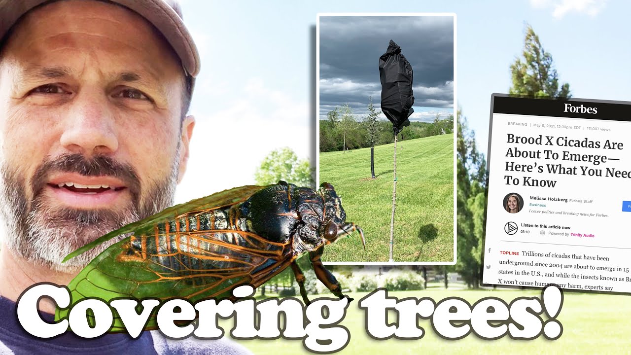 Cicadas are coming! How can I protect young trees and branches? - YouTube