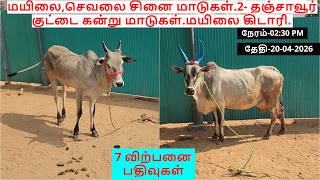 7-விற்பனை பதிவுகள்.மயிலை,செவலை சினை மாடுகள்.2- தஞ்சாவூர் குட்டை கன்று மாடுகள்.மயிலை கிடாரி.