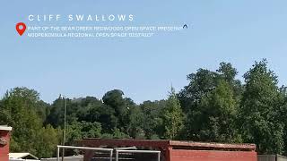 Cliff swallows zipping through the air over an space preserve