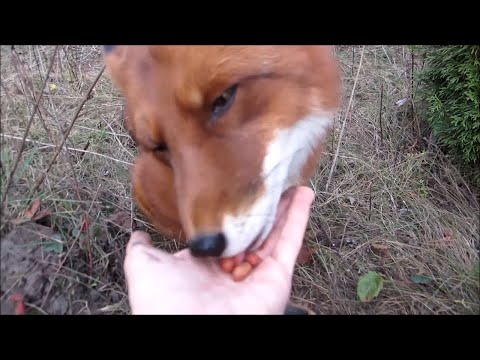 red-fox-eating-peanuts