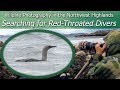 Red-Throated Divers on the Northwest Coast | Bird Photography | Nikon Z7 + 300mm f/2.8G VR II