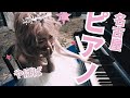 【🎹コメント欄からクリスマスソングゆる募】弾けるかな!?初冬に響くサザンのエモさ/名古屋のホテルでリクエスト祭り🎹素敵なマダムとの出会いplayed piano in Japanese Hotel.