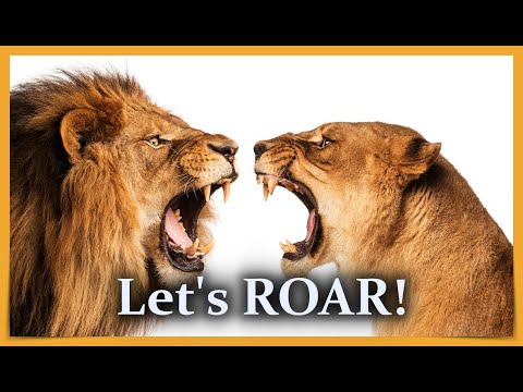🎶 🦁 Theme