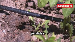 🌊 TIPOS DE RIEGO AGRÍCOLA: ¿Cuál es el MEJOR para tu Cultivo?🫛🔆 🌊 TIPOS DE RIEGO AGRÍCOLA: ¿Cuál es el MEJOR para tu Cultivo?🫛🔆