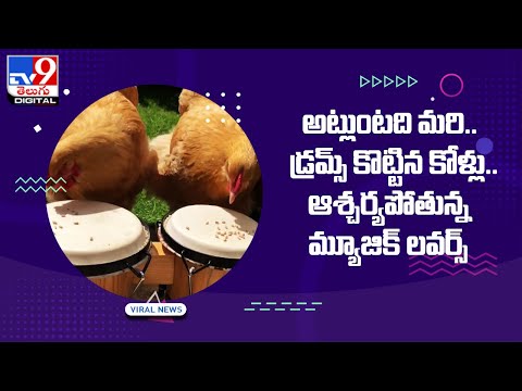 Viral:అట్లుంటది మరి..డ్రమ్స్‌ కొట్టిన కోళ్లు..ఆశ్చర్యపోతున్న మ్యూజిక్ లవర్స్ @TV9 Telugu Digital