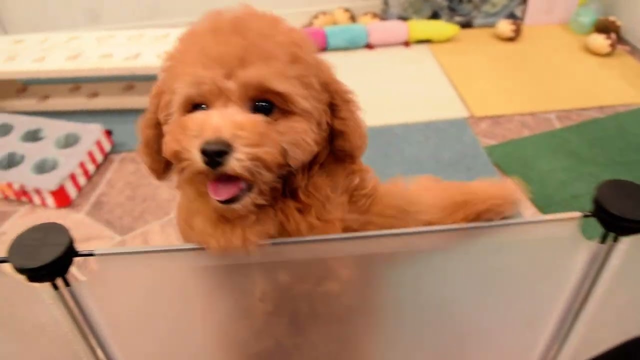 トイプードルのオレンジフォーンの男の子(240710)の子犬情報|堺市の