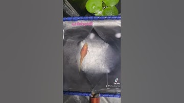 Vòng đời phát triển của một con cá bảy màu( tua nhanh)