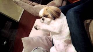 Shih Tzu - Bella
