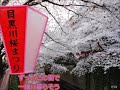 [新曲 目黒川] 西島三重子 cover にこ