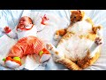 Baby and Cats Playing Together 😸 Funny Baby and Pets Moments