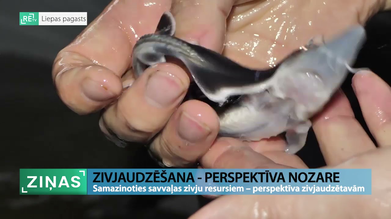 ReTV: Samazinoties savvaļas zivju resursiem, perspektīva zivaudzētavām