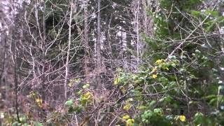Bigfoot howls set off coyotes in oregon
