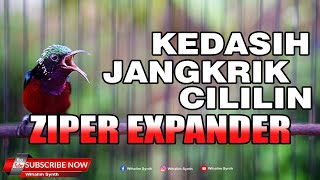 KONIN GACOR NGOBRA FULL ISIAN JANGKRIK VARIASI KEDASIH BABLAS ZIPPER DAN CILILIN - MASIH MABUNG