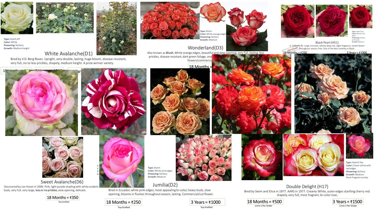 Updated Rose Catalogue | Special Plan | New additions | 7 years Mother Plants | Pushpanjali Rosery