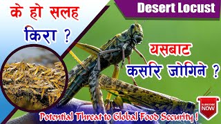 सलह किराको प्रकोप र त्यसबाट जोगिने उपायहरु || Locust Swarm Invasion || Salaha Kira 2020