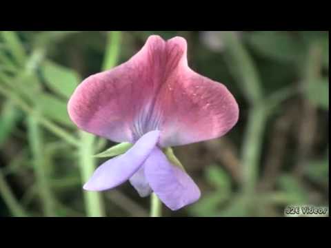 Sweet Pea Flowers