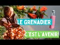 Cultiver et consommer le grenadier en jardinfort punica granatum