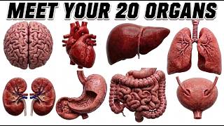 What 20 Organs Are Doing Inside You Right Now