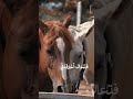 فلكم تعبت من الجفاء وليله Shorts Shortvideo Short الله اللهم صل وسلم على نبينا محمد فلكم تعبت من الجفاء وليله Shorts Shortvideo Short الله اللهم صل وسلم على نبينا محمد
