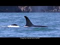 Orca Research in Kenai Fjords | Kenai Fjords National Park, Alaska
