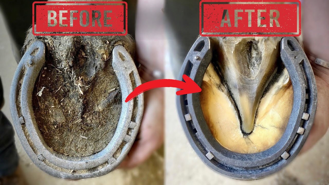 Satisfying Full Horseshoes change | 4K ASMR 1HOUR