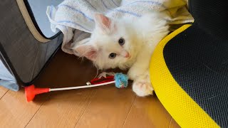 1人遊び中もブチギレる子猫 / Kitten gets mad even when playing alone…
