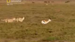 Gazelle vs 2 cheetahs