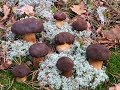 БОМБА!!! ШОК!!! Польские белые грибы кошу косой!!! Без валидола не смотреть! Грибы 2019 в октябре!