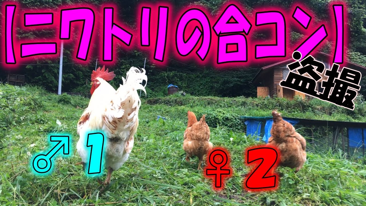 ボンちゃん登場 鶏のオスメス 禁断の関係に迫る Youtube