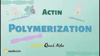 Actin - Polymerization | Cell Proteins and Cell Filaments