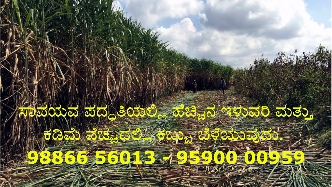 #ಸಾವಯವ #ಕಬ್ಬು
