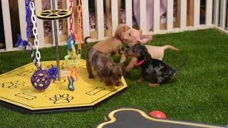 Miniature Dachshund Puppies For Sale