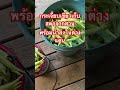 กระเจี๊ยบเขียวเก็บสดๆจากสวนพร้อมนำส่งในต่างแดน #farm #สวน #farming #สวนหลังบ้าน #okra #garden