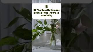 5 Best Bathroom Plants That Thrive in Humidity! 🪴#plants #plantcare #tips #indoorplants #trending