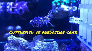 Cuttlefish vs predatory crab