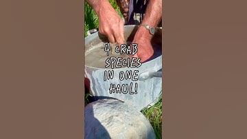 Epic haul with 4 different fossil crab species found in one location #shorts #fossils #crabs #fossil