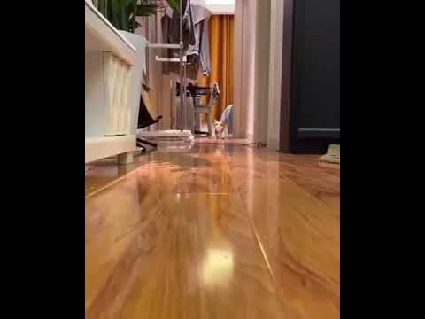 رياكشن قطه تركض