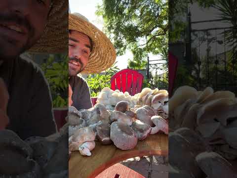 Wideo: Które grzyby mają wysoką zawartość witaminy D?