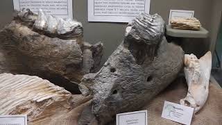 Heard Natural Science Museum & Wildlife Sanctuary