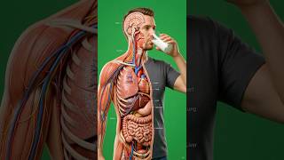 🥛 What Happens Inside Your Body When You Drink Milk? | 3D Medical Animation