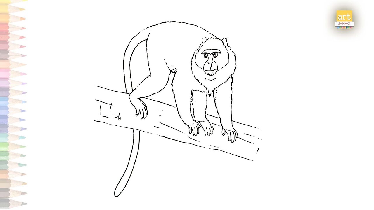 Guenon monkey drawing | How to draw Primate Guenon step by step | Guenon / Monkey drawing tutorials