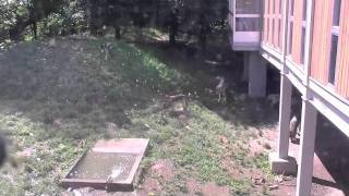 放飼場への撒き水と給餌~Eastern timber wolf