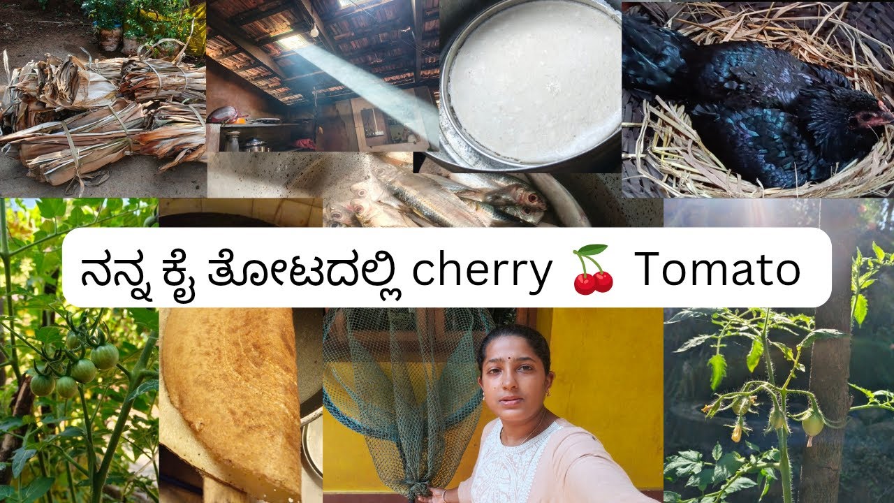 ಅಡಿಕೆ ಕೊಯ್ಲಿಗೆ ಧೋಟಿಯ ಬೋನಿ ಪಾಟ್ ಅನ್ನು ಹೇಗೆ ತಯಾರಿಸಿದ್ದೇವೆ ನೋಡಿ